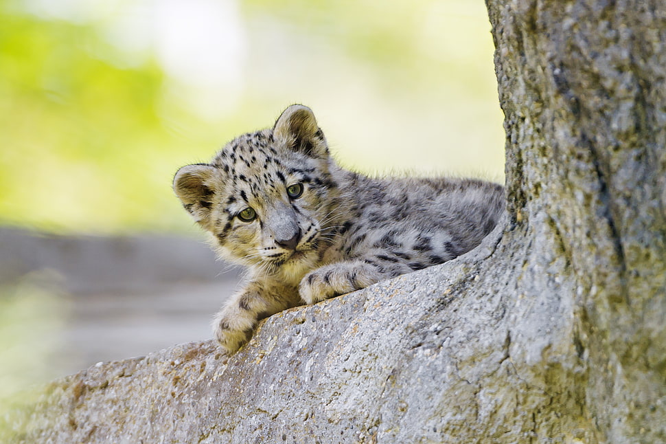 selective focus photography of leopard cub on tree HD wallpaper