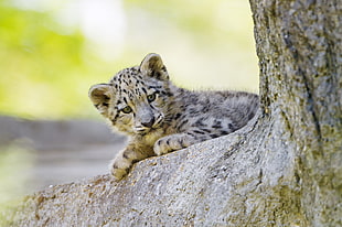 selective focus photography of leopard cub on tree HD wallpaper