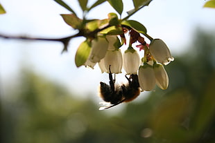 yellow and black honey bee on white petaled flower during daytime
