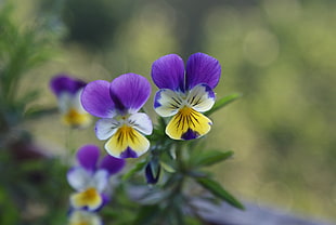 close-up photo of purple and white petaled flowers