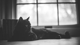 black cat on floor HD wallpaper