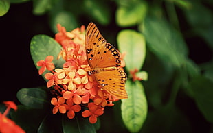 selective focus photography of orange butterfly on red petal flowers