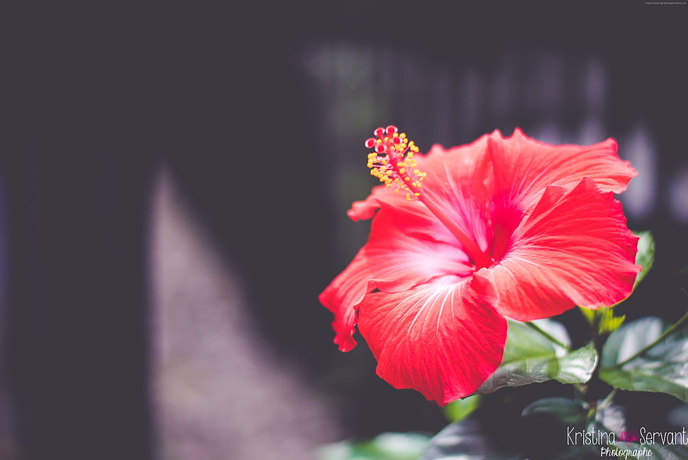 selective focus photography of red Hibiscus flower HD wallpaper
