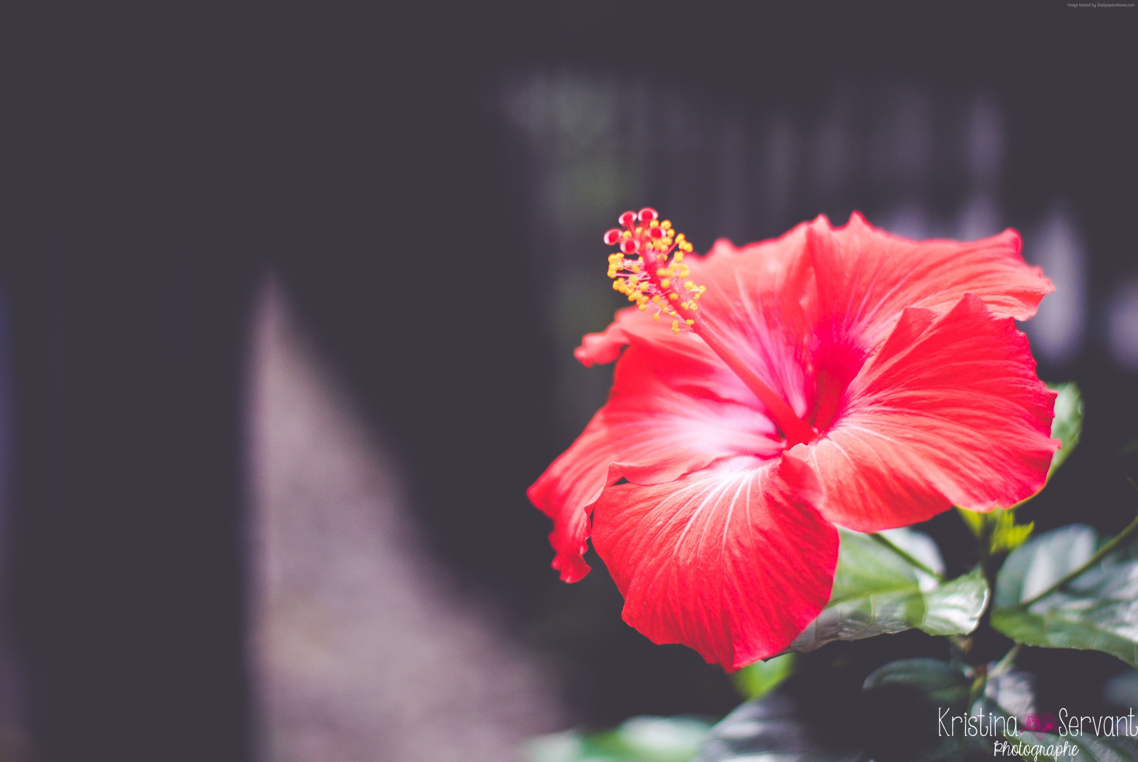 selective focus photography of red Hibiscus flower