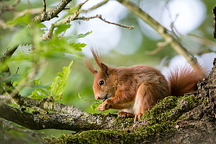 brown squirrel on tree during daytime HD wallpaper