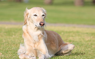shallow photography on adult light golden retriever sitting on grass field during daytime