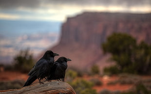 two black crows, raven, birds, animals HD wallpaper