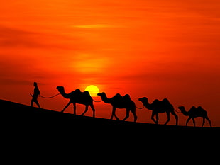 silhouette of four camels and one man walking