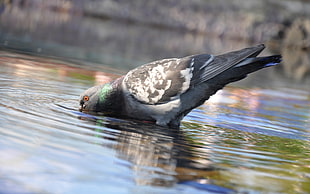 gray and black pigeon drinking water at lake