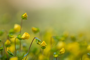 selected focus photo of yellow petaled flower, tiny HD wallpaper