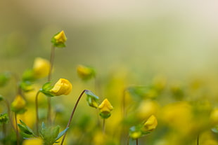 selected focus photo of yellow petaled flower, tiny