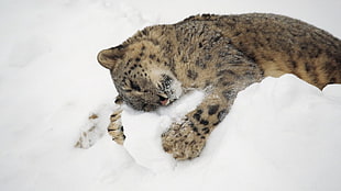 mountain lion, animals, snow, hugging, snow leopards HD wallpaper
