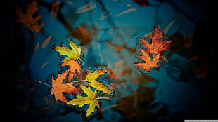 close shot of maple leaves
