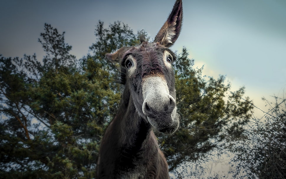 gray donkey, donkey, animals HD wallpaper