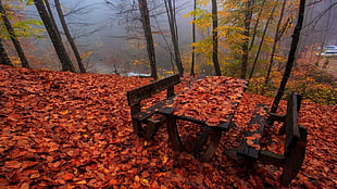 black and brown wooden armchair, nature, leaves