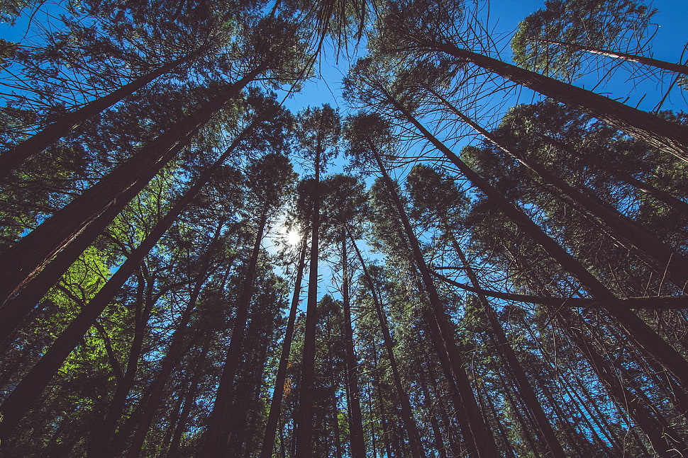 green trees, Trees, View from below, Sky HD wallpaper