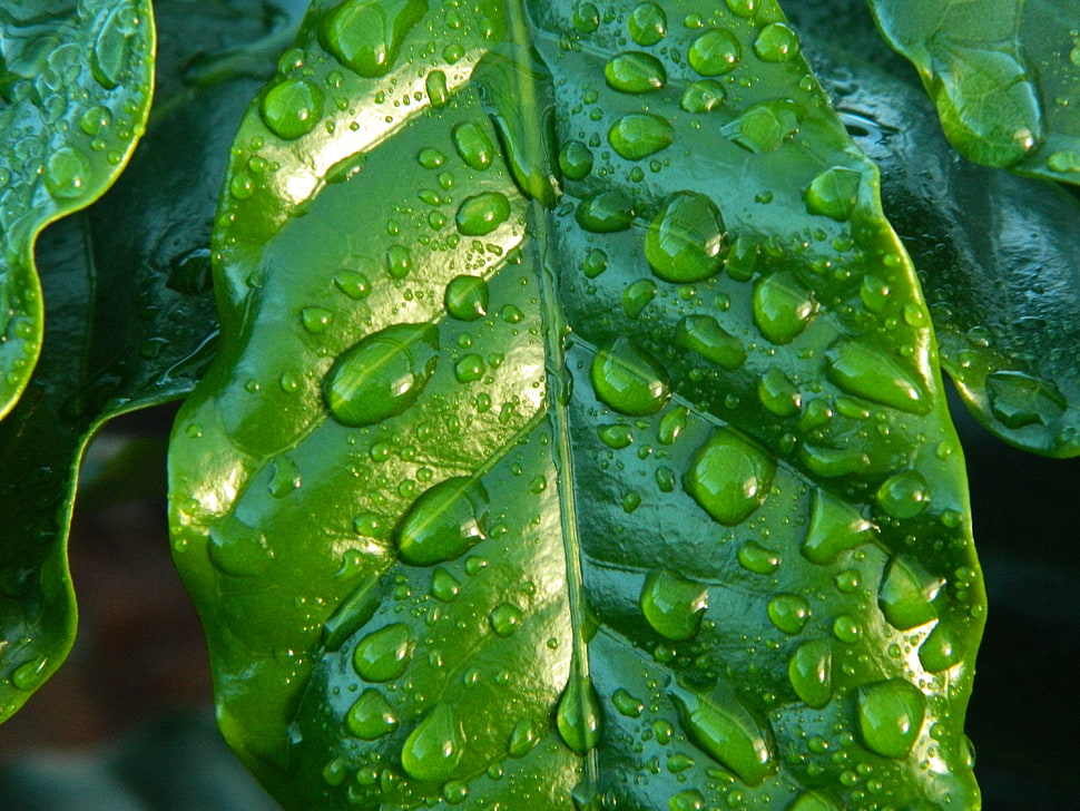 water drop on green leaf HD wallpaper