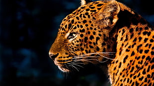 adult leopard, animals, leopard (animal) HD wallpaper