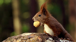 brown animal with fruit on mouth