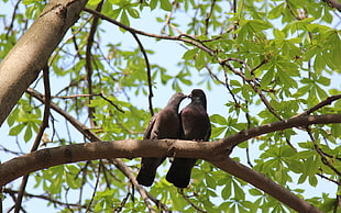 two gray kissing pigeons perch on tree during daytime