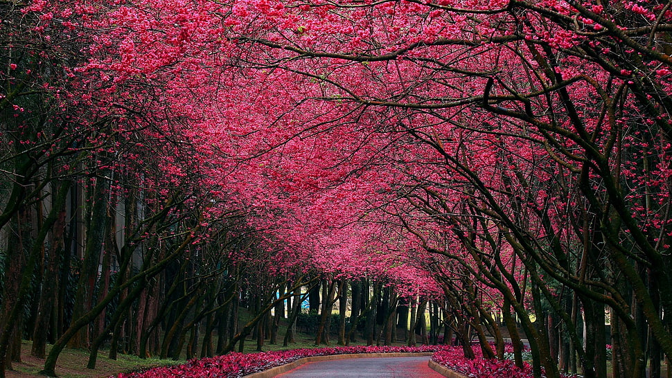 pink leafed trees, forest, trees, nature HD wallpaper