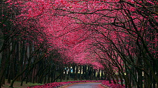 pink leafed trees, forest, trees, nature