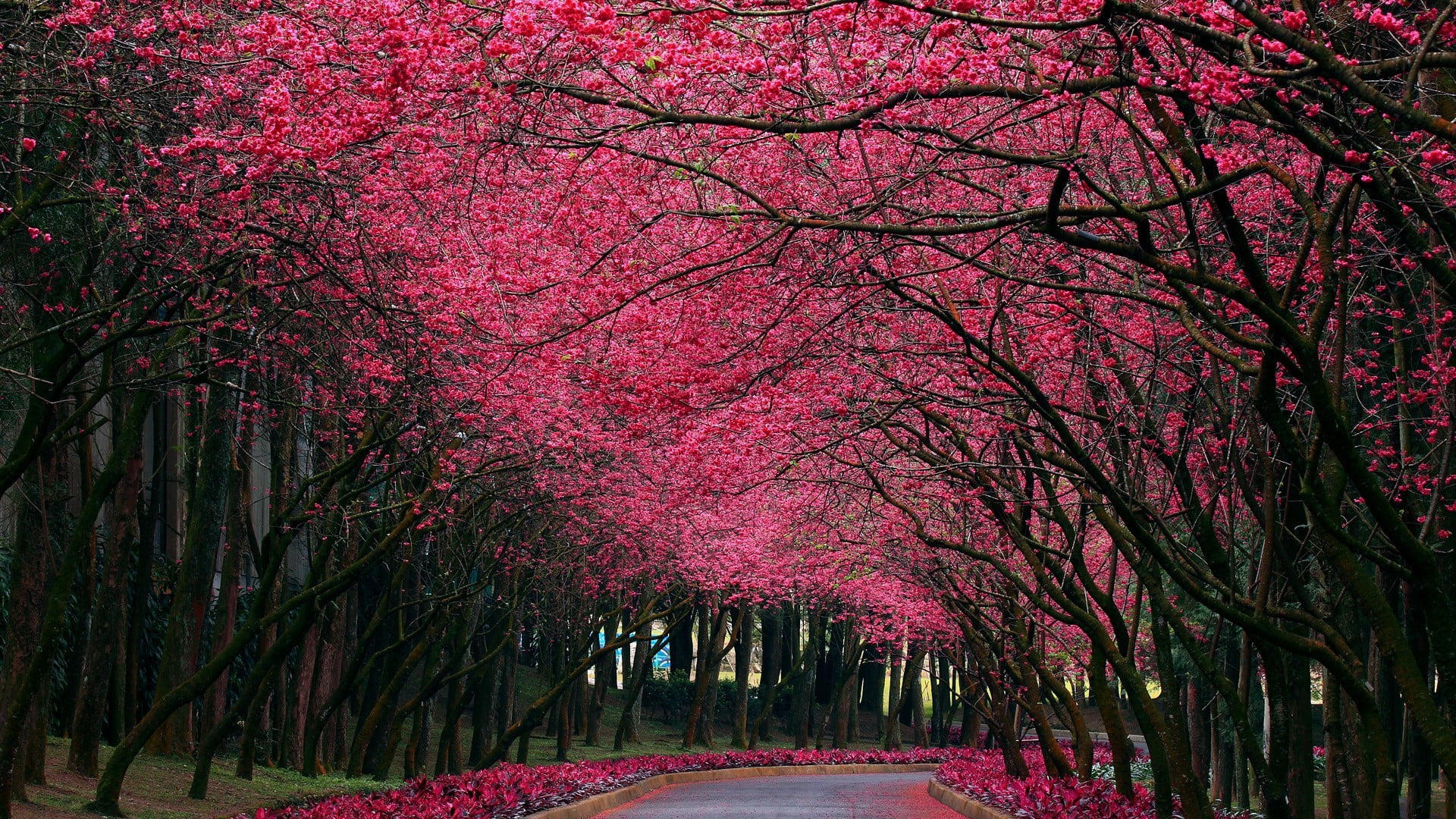 pink leafed trees, forest, trees, nature