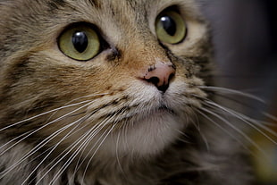 brown cat in shallow focus lens