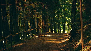 photo of pathway in the middle of the woods