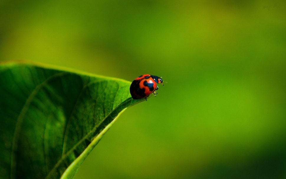 red and black ladybug on green leaf macro photography HD wallpaper
