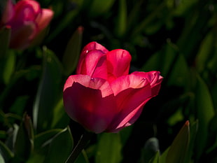 selective focus photography of pink Tulip flower HD wallpaper