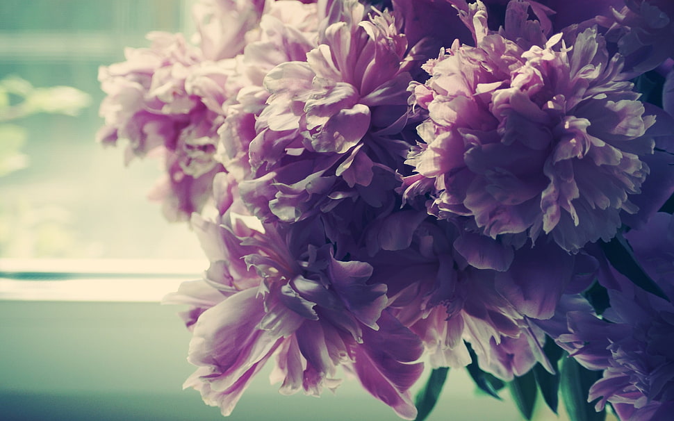 selective focus photography of purple Dahlia flower bouquet HD wallpaper