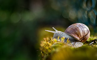selective focus photography of brown snail HD wallpaper