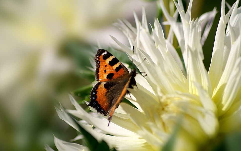 selective focus photography of Vanessa Atalanta butterfly on white blooming flower at daytime HD wallpaper