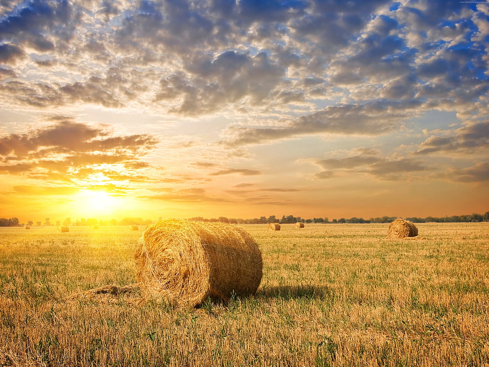 brown rice field during sunset HD wallpaper