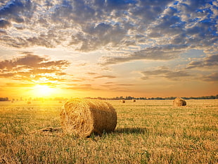 brown rice field during sunset