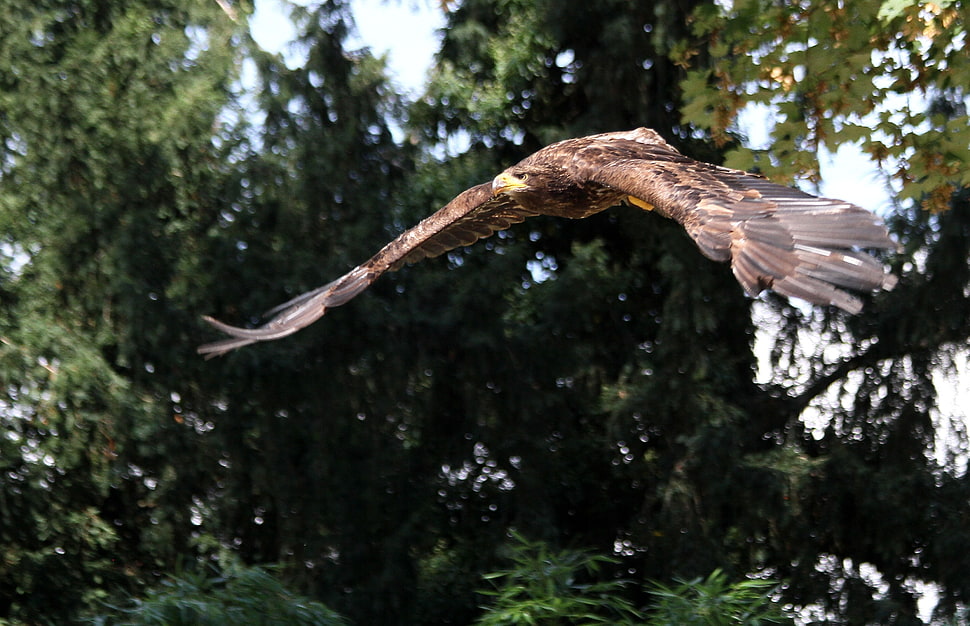 brown eagle flying in mid air during daytime HD wallpaper