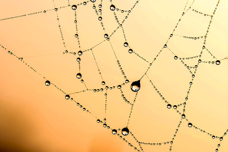 spider web with water dew HD wallpaper