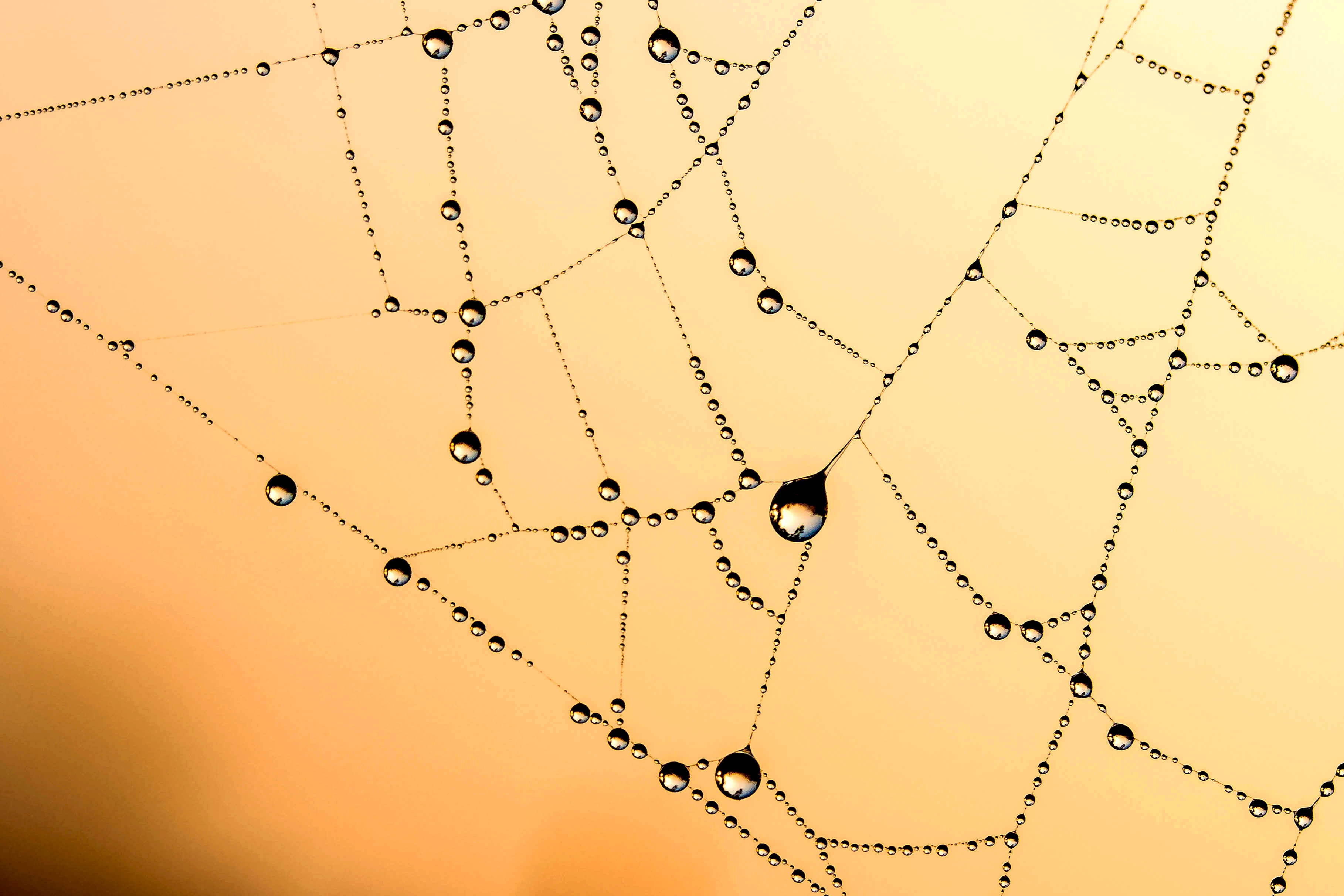 spider web with water dew
