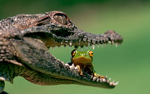 green tree frog sitting on alligator's mouth