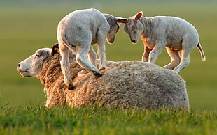 brown sheep, sheep, lamb, animals, baby animals