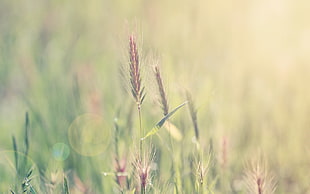 selective focus photography of green grass