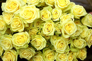 bunch of yellow roses HD wallpaper