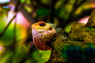 green and yellow iguana