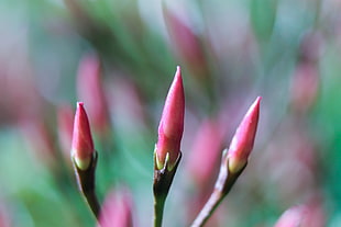 self-focus photo of pink flower buds HD wallpaper