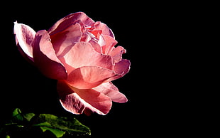 pink Rose flower in close up photography