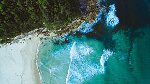 aerial photo of white seashore, nature, water, beach, trees