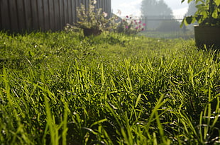 green grass field, grass, photography, worm's eye view, nature