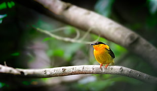 depth of field photography of black and orange bird perching on branch, manakin