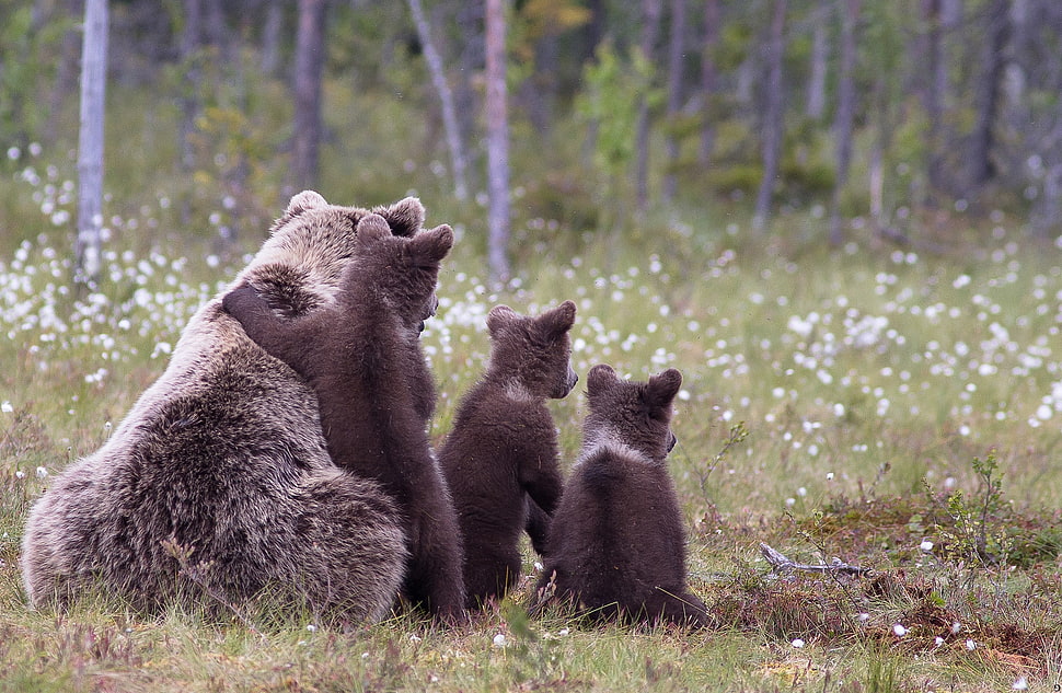 gray bear with three bear cubs on the green grass HD wallpaper